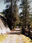 [Photo of original road through forest]
